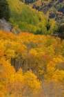 USA, Colorado, Uncompahgre National Forest. Autumn forest landscape. Art Print